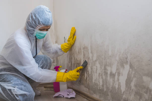 Best Local Mold Removal Service  in Gwinn, MI