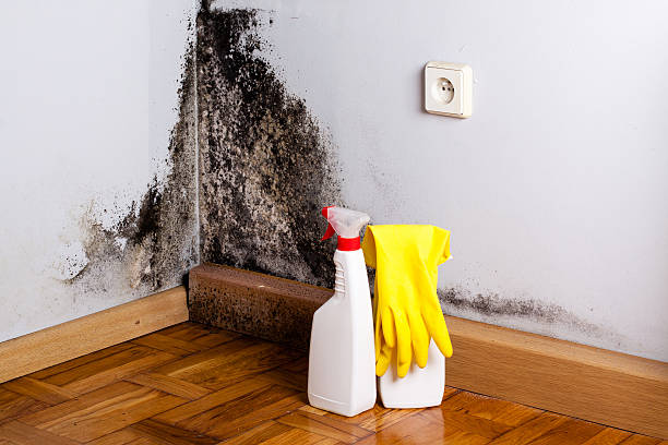 Best Mold Removal and Inspection  in Gwinn, MI